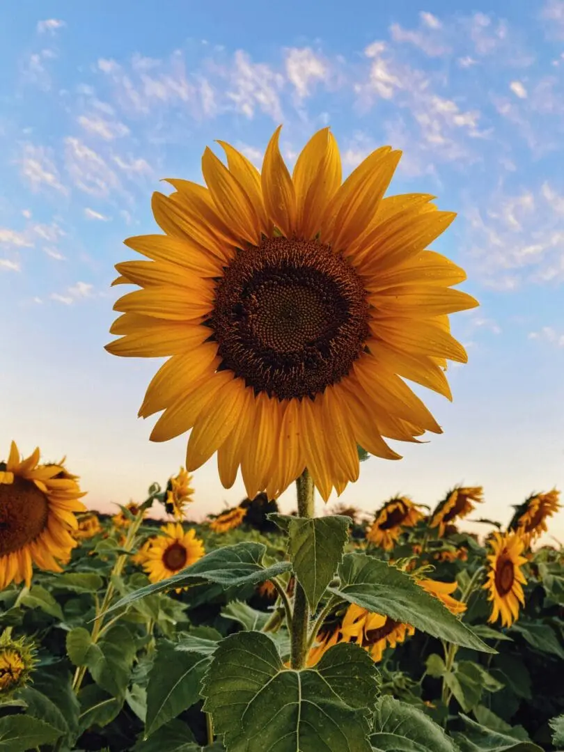 Blooming sunflower in unlight symbolizing long-term investing strategy and growth over time.